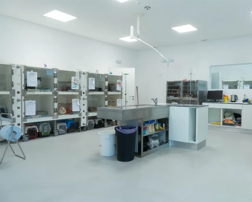 Sala de Hospitalização Geral Gatos
