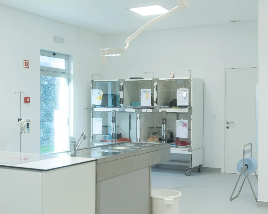 Sala de Hospitalização Geral Gatos