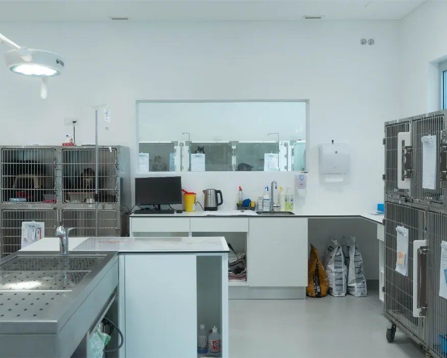 Sala de Hospitalização Geral Gatos