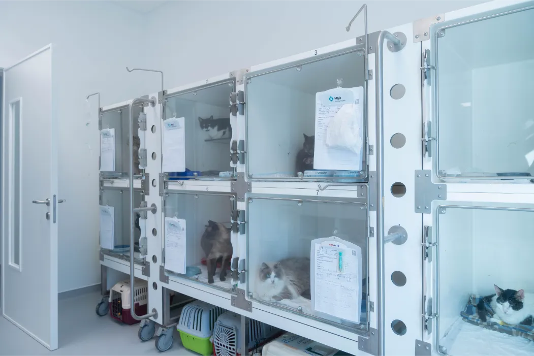 Unidade Isolamento Gato