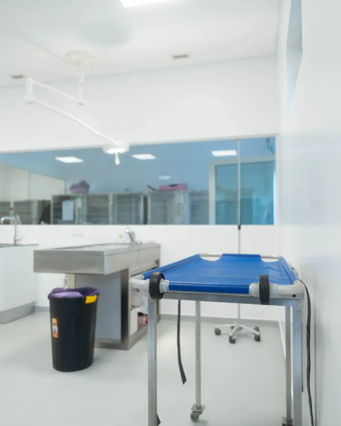 Sala de Hospitalização Geral Cão