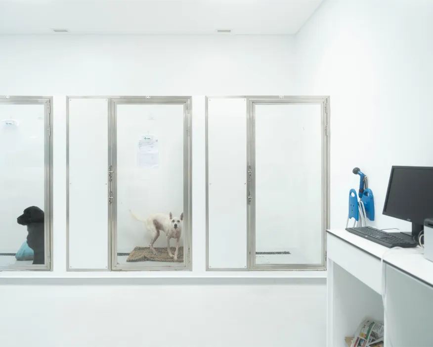 Sala de Hospitalização Geral Cão