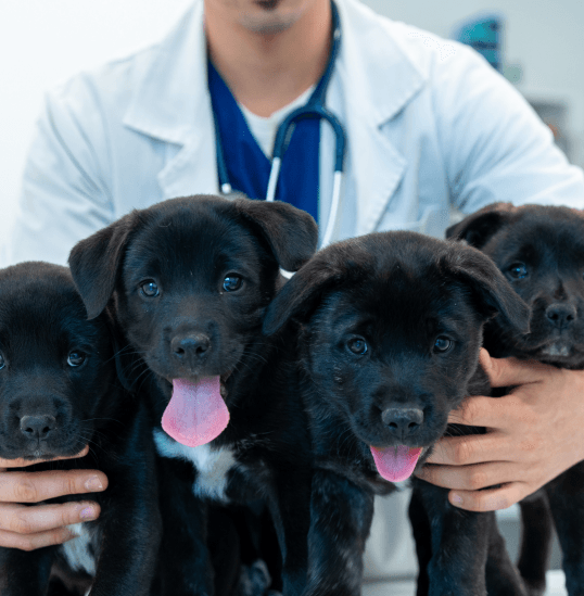 Veterinário a segurar quatro cachorros